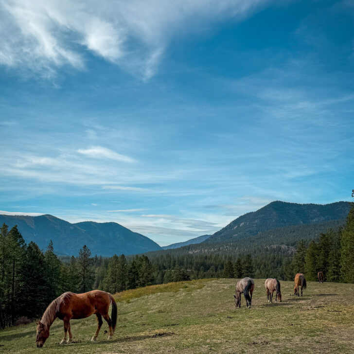 Riverview Ranch horses in the pasture