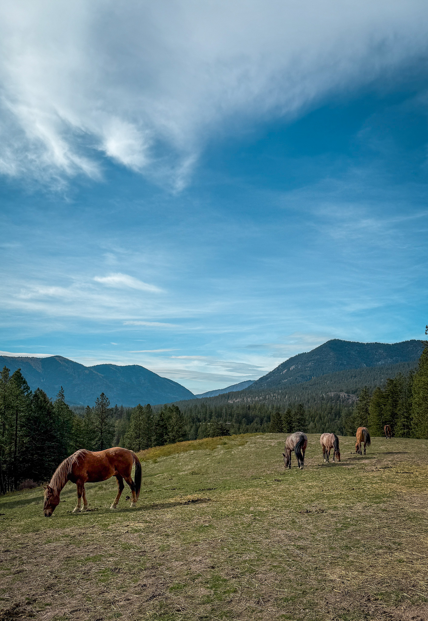 Riverview Ranch horses in the pasture