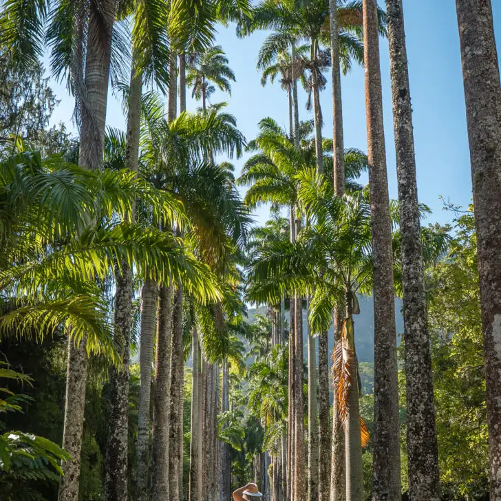 jardim botanical de rio de janeiro brazil