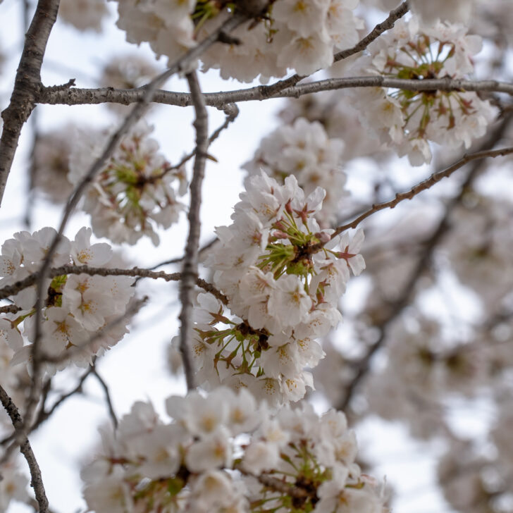 Yoshino Cherry Blossoms Tidal Basin Washington DC