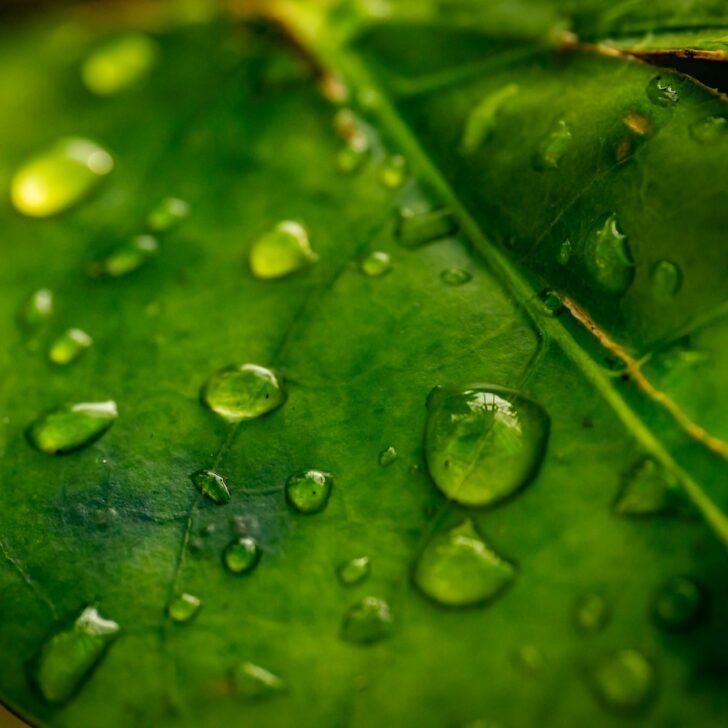 water droplets on a green leaf