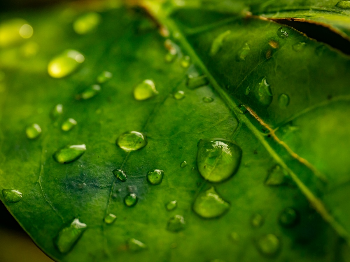 Plastic Detox Alternatives